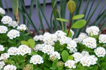 spiraea_betulifolia_island-2.jpg