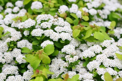 spiraea_betulifolia_island-3.jpg