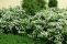 spiraea_betulifolia_island-1.jpg