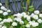 spiraea_betulifolia_island-2.jpg