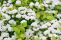 spiraea_betulifolia_island-3.jpg