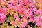 spiraea_betulifolia_island-4.jpg