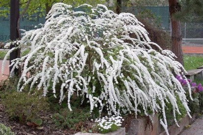 spiraea_cinerea_grefsheim_1.jpg