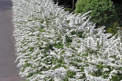 spiraea_cinerea_grefsheim_2.jpg