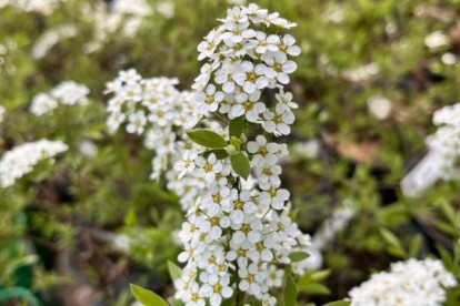 spiraea_cinerea_grefsheim_4.jpg