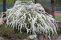 spiraea_cinerea_grefsheim_1.jpg
