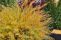 spiraea_cinerea_grefsheim_3.jpg