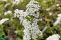 spiraea_cinerea_grefsheim_4.jpg