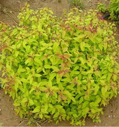 spiraea_japonica_green_and_gold_2.jpg