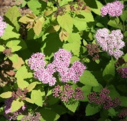 spiraea_japonica_green_and_gold_3.jpg