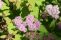 spiraea_japonica_green_and_gold_3.jpg