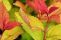 spiraea_japonica_green_and_gold_4.jpg