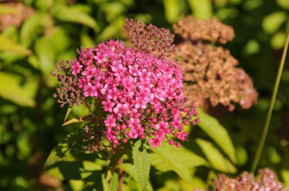 magnum-rose_2.jpg