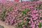 magnum-rose_1.jpg