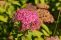magnum-rose_2.jpg
