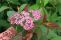 magnum-rose_3.jpg