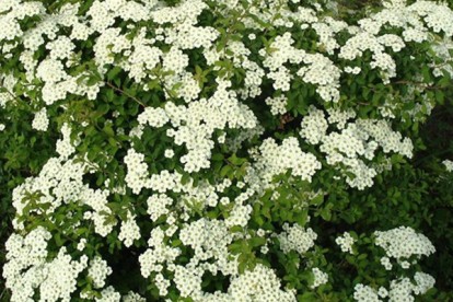 spiraea_nipponica_june_bride_2.jpg