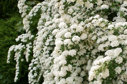 spiraea_nipponica_june_bride_3.jpg