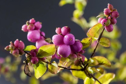 symphoricarpos_chenaultii_aurea-1.jpg