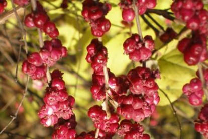 symphoricarpos_chenaultii_aurea-2.jpg
