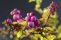 symphoricarpos_chenaultii_aurea-1.jpg