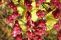 symphoricarpos_chenaultii_aurea-2.jpg