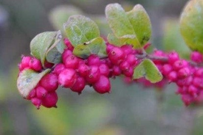 symphoricarpos-doorenbosii-magic-berry-1.jpg