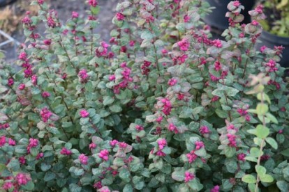 symphoricarpos-doorenbosii-magic-berry-2.jpg
