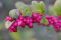 symphoricarpos-doorenbosii-magic-berry-1.jpg