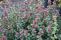symphoricarpos-doorenbosii-magic-berry-2.jpg