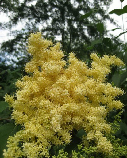 siren_gold_3.jpg