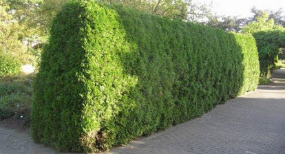 thuja_brabant_1.jpg