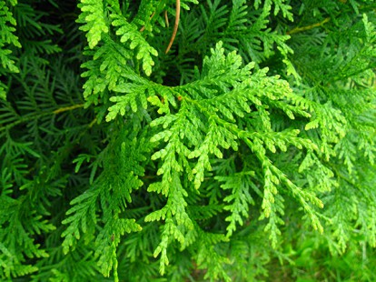 thuja_brabant_2.jpg