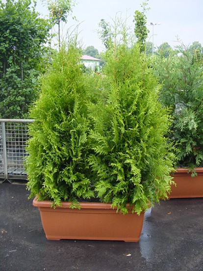 thuja_brabant_4.jpg