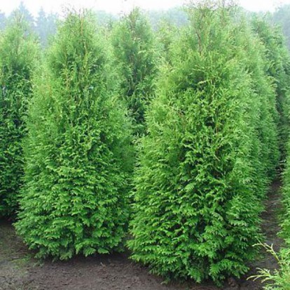 thuja_brabant_6.jpg