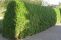 thuja_brabant_1.jpg