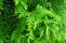 thuja_brabant_2.jpg