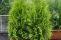 thuja_brabant_4.jpg