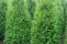 thuja_brabant_6.jpg