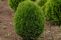 little-giant-1.jpg