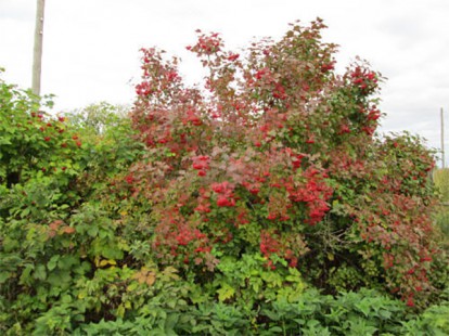 viburnum_opulus_1.jpg