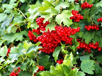 viburnum_opulus_4.jpg
