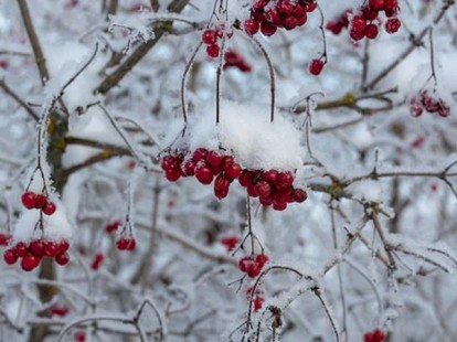 viburnum_opulus_6.jpg
