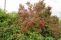 viburnum_opulus_1.jpg