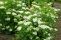 viburnum_opulus_2.jpg