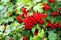 viburnum_opulus_4.jpg