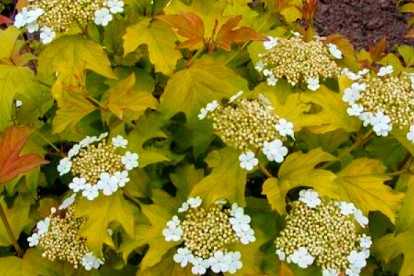 viburnum_opulus_aurea_1.jpg