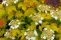 viburnum_opulus_aurea_1.jpg