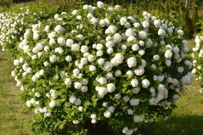 viburnum_opulus_roseum_1.jpg