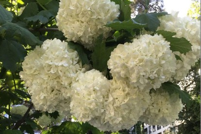 viburnum_opulus_roseum_2.jpg